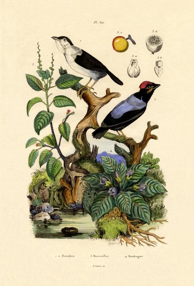 Manakins, 1833-39 autorstwa French School